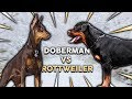 DOBERMAN vs ROTTWEILER! What's The Best Family Guard Dog?