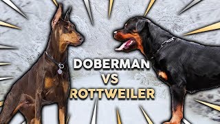 DOBERMAN vs ROTTWEILER! What's The Best Family Guard Dog?