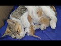 Disabled Cat Gave Birth To 3 Kittens At Ugly Place 1 Kitten Was Already Dead Before Rescue
