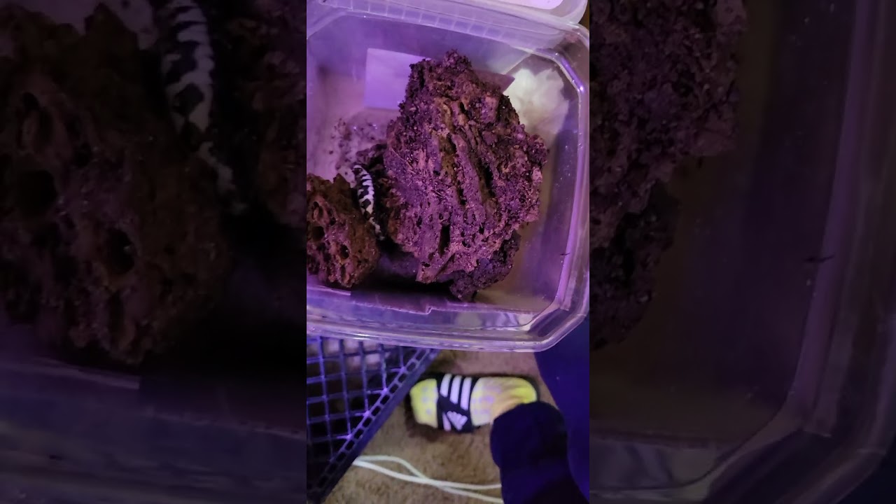 Adding a bigger pond and doing a little reconstruction. I found my Marble salamander a rare sight.