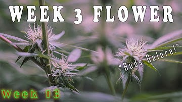 Week 3 Flower Update! (13 Weeks from Seed)