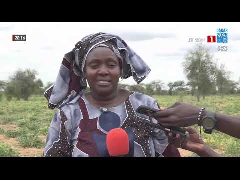 CAMPAGNE AGRICOLE À LINGUÈRE : DE BONNES PERSPECTIVES POUR LE NIÉBÉ