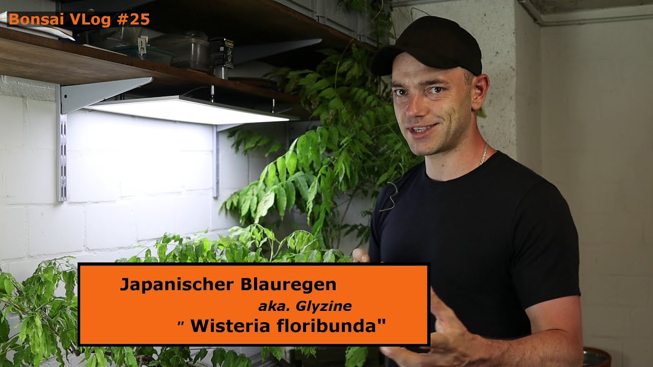 Blauregen "Wisteria" aka Glyzine! Immer noch in der Kiste - [Smling vs  Steckling] | Bonsai VLog #25
