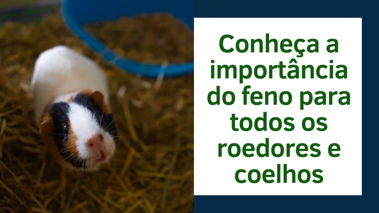 Conheça a importância do feno para todos os roedores e coelhos