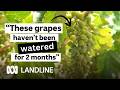 Water Shortage? This Cypriot grape is a game changer for Aussie winemakers | Landline