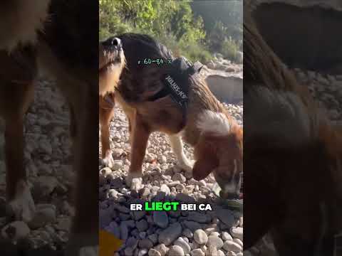 🐶🥩 Trockenfutter vs.