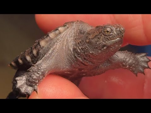 Setting up a baby snapping turtle tank