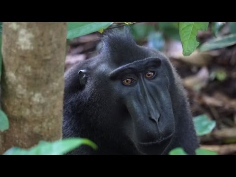 Vidéo: Macaques Cynomolgus Identiques Et Transgéniques Au CMH Pour Les études Précliniques