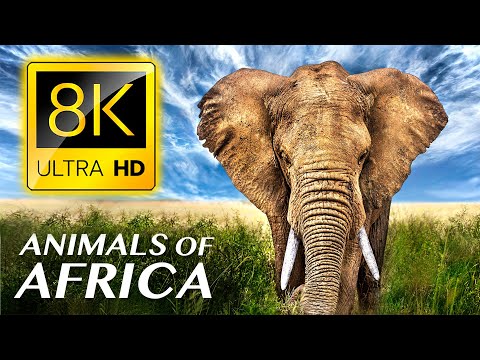 Animals of Africa 8K ULTRA HD - with Calming Music and Nature Sounds