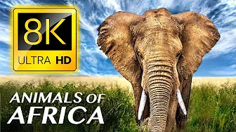 Animals of Africa 8K ULTRA HD - with Calming Music and Nature Sounds