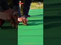 Fast Method to Remove Metal Roof Screws Using an Impact Driver #constructiontools