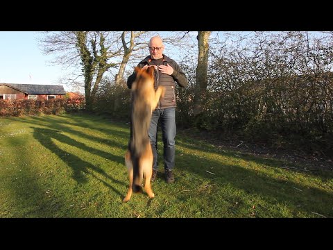 Video: Sådan lærer du din hund til Army Crawl