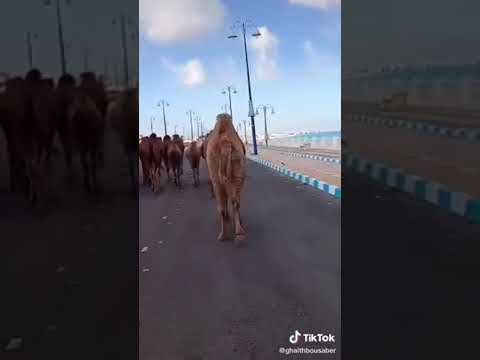 مطروح وهلها يامحلا مطروح وهلها