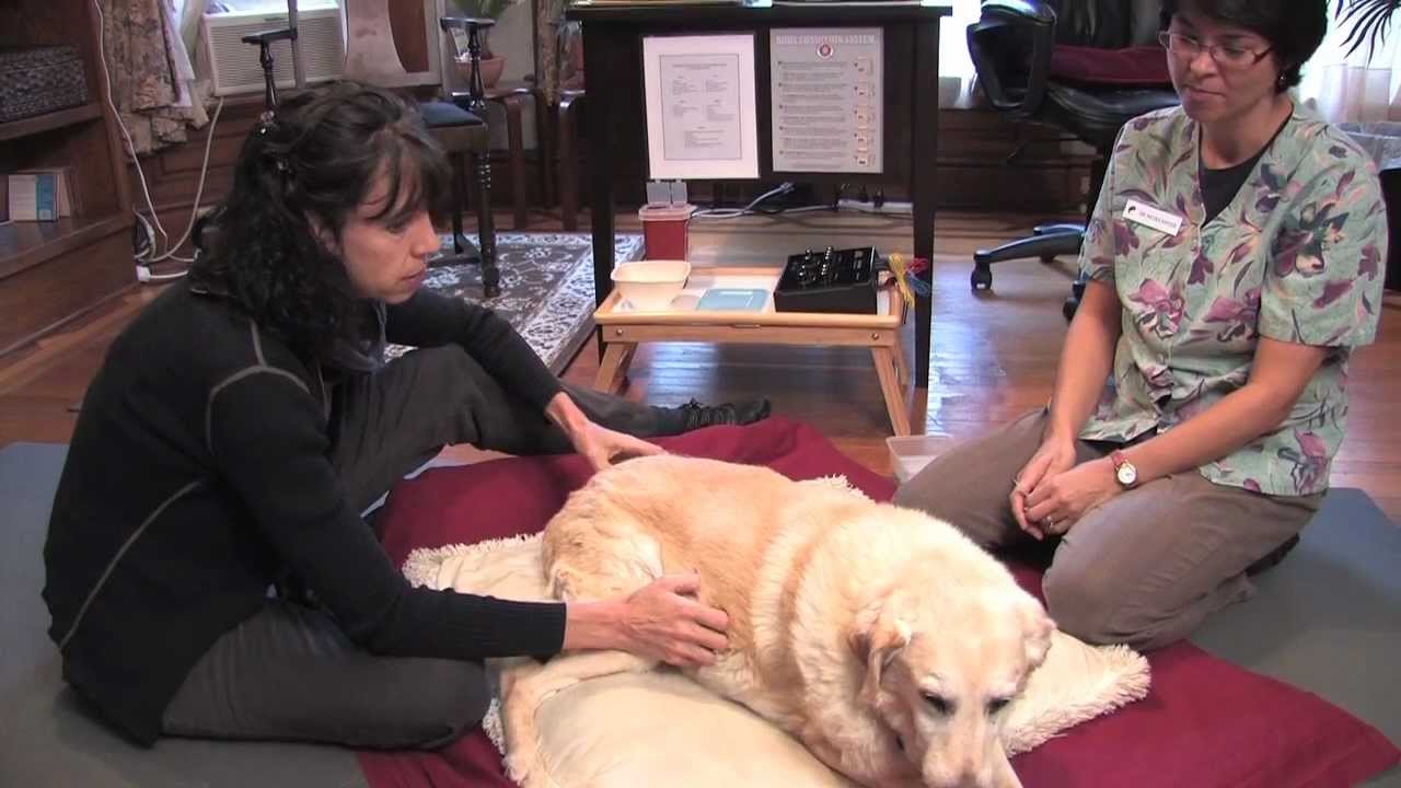 HeartFire Veterinary Acupuncture