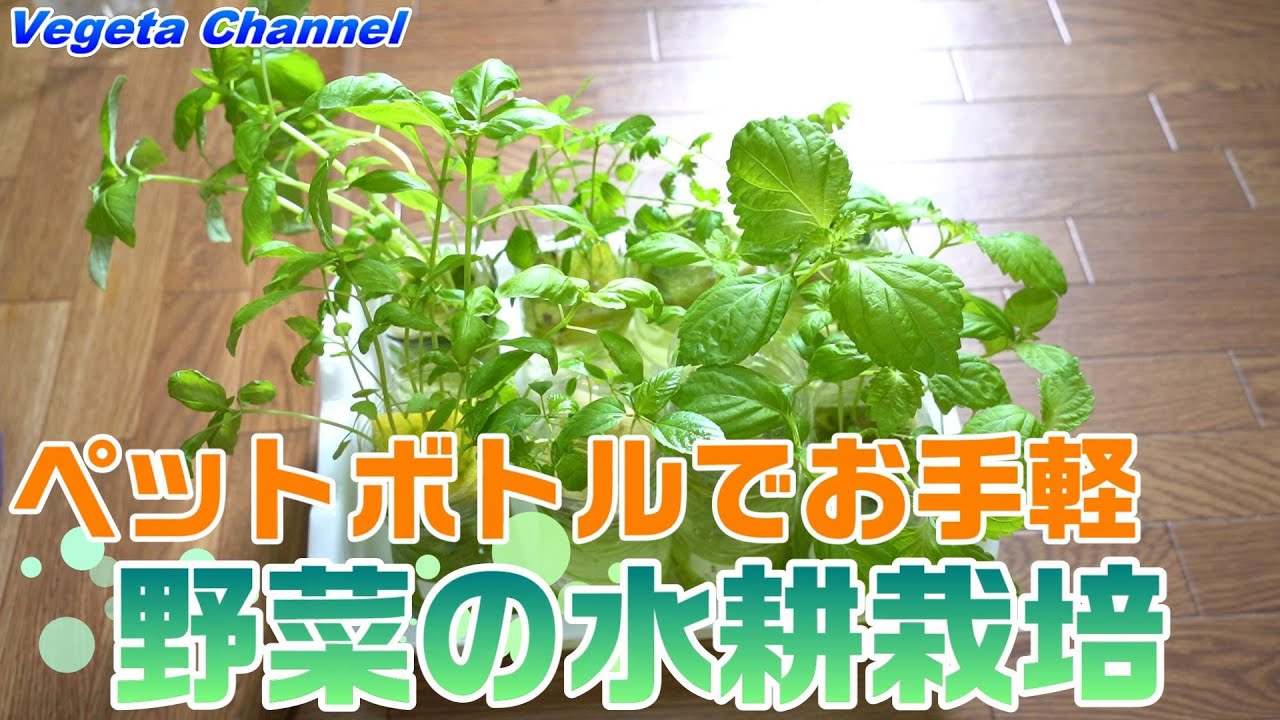 ペットボトルでお手軽 野菜の水耕栽培 Youtube