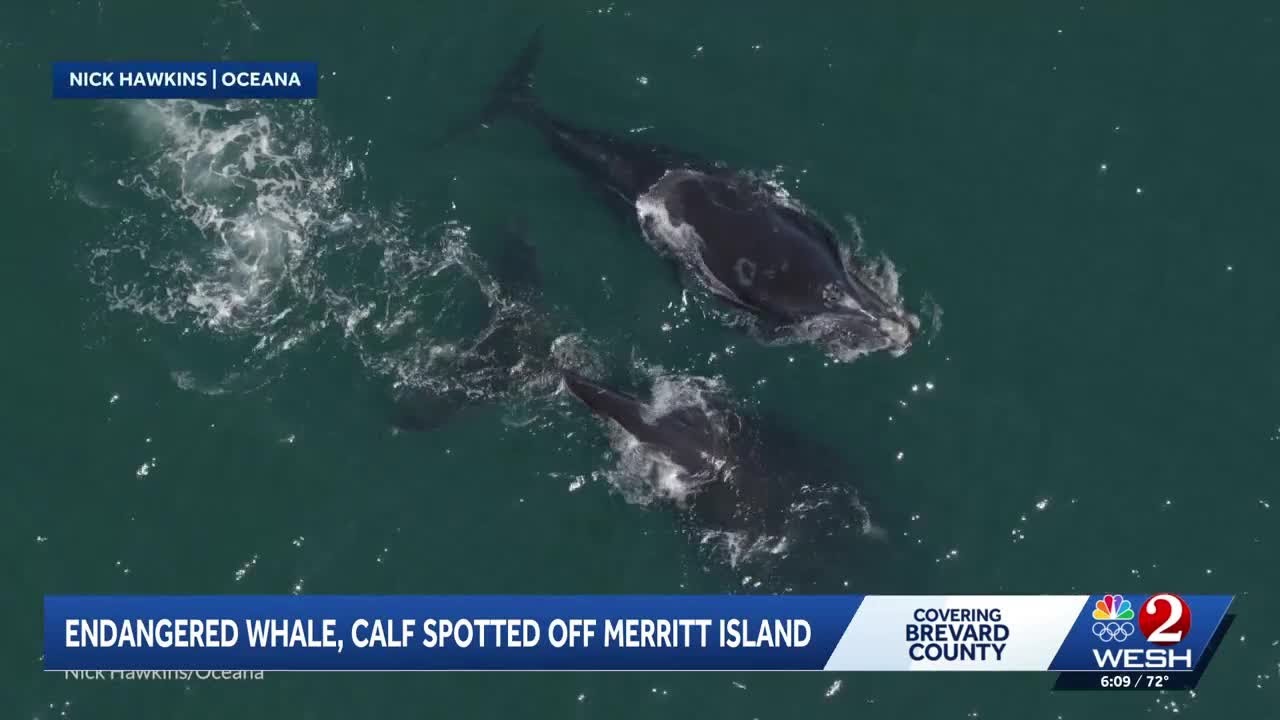 Endangered whale, calf spotted off coast of Merritt Island