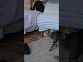 Tiger walks by as Max prepares to pounce, then ...  #rescuecats #brothers