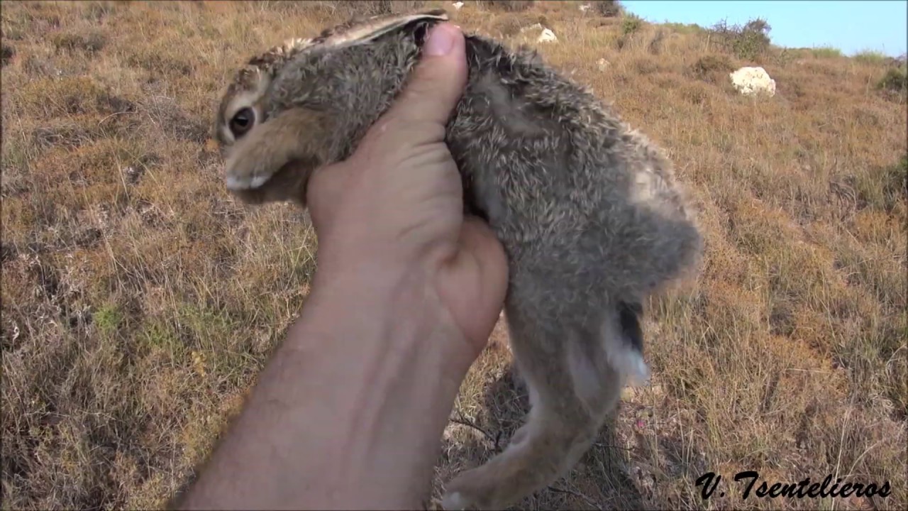 ΕΛΛΗΝΙΚΟΣ ΙΧΝΗΛΑΤΗΣ  (HELLINIKOS ICHNILATIS)