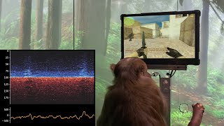Monkey plays CS 1.6 with his mind using Neuralink brain implant