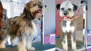 This Dog Has Never been Groomed Before - Full Groom From Start to Finish