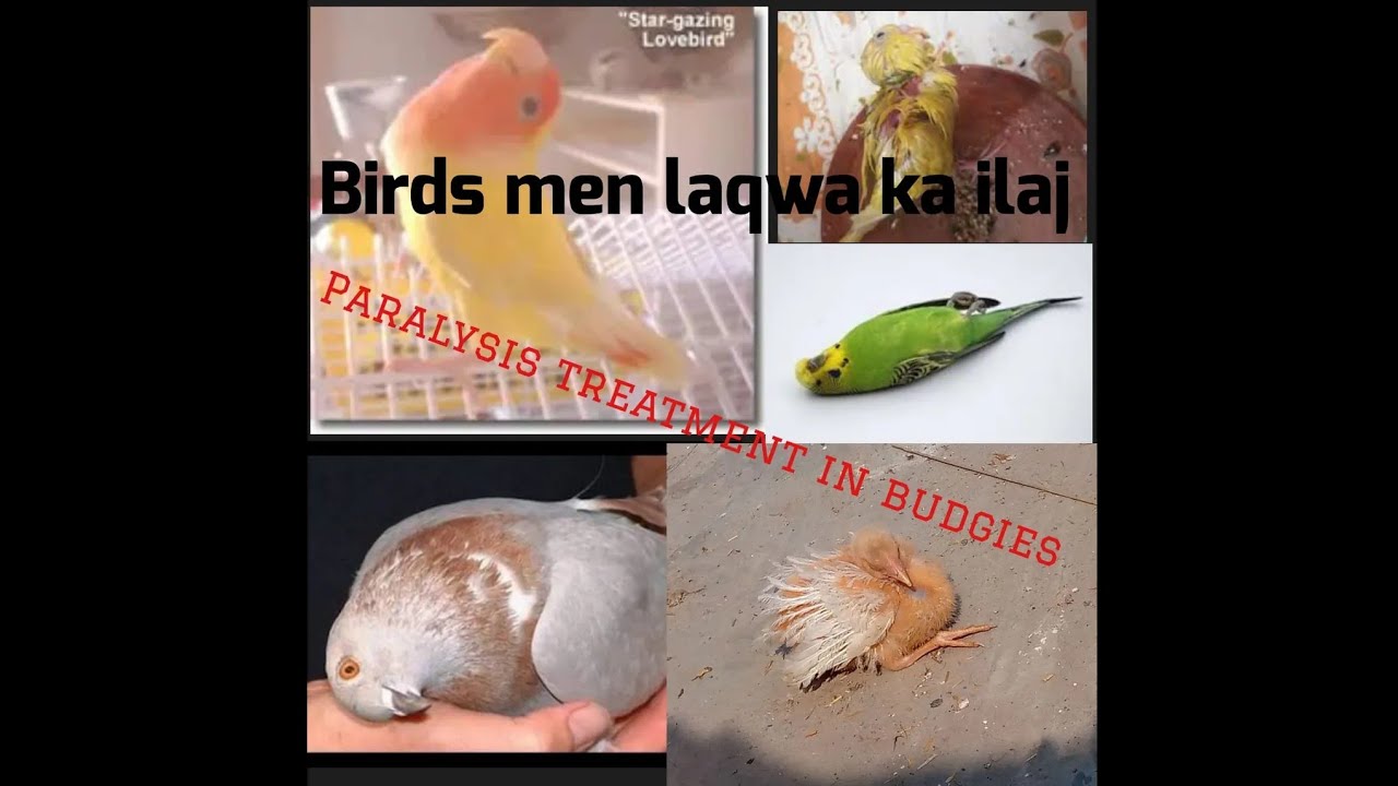 Bird paralysis treatment laqwa ka ilaj Treatment of paralyzed
