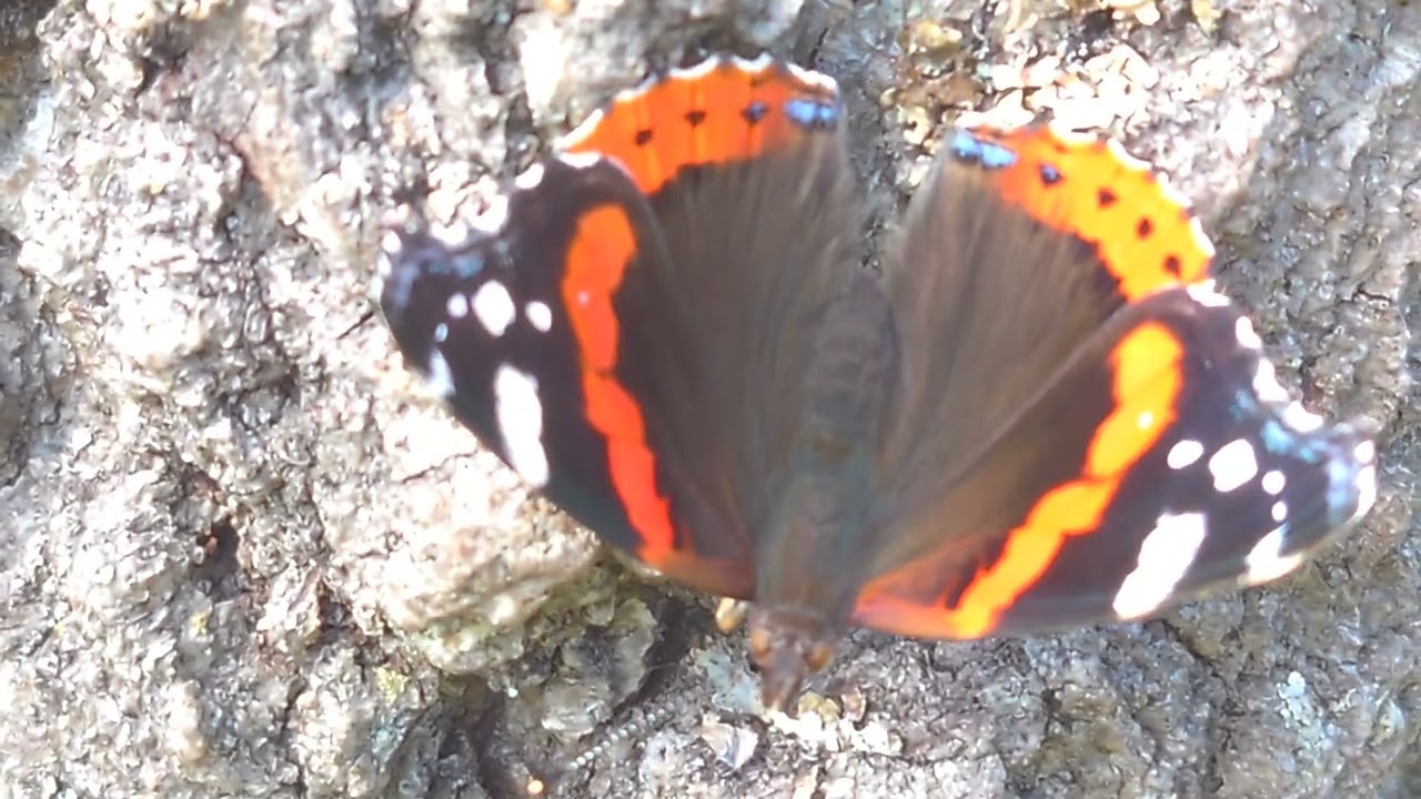 Amiral Sandemar 2022