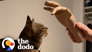 Guy Wins Cat's Love By Treating Her Like A Dog | The Dodo