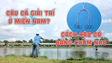 Câu Cá Giải Trí Ở Miền Nam Như Thế Nào | Cách Câu Cá Bằng Chùm Nho | Chung Nguyễn Fishing