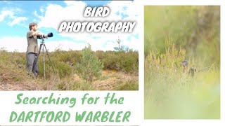 BIRD PHOTOGRAPHY || Dartford Warbler || Canon 7D MKII