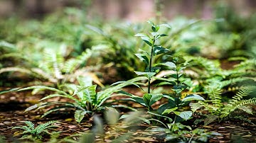 Blender 5.0 Create a plant with the new array modifier