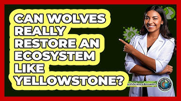 Can Wolves Really Restore An Ecosystem Like Yellowstone? - Earth Science Answers