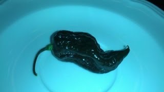 John Fords 7 Pot Brown Pod Review