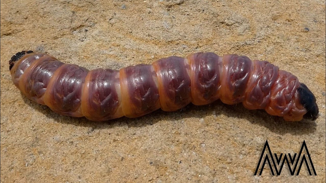 AwA Witchetty Grub (Cossidae)