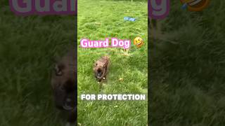 My very own guard dog ✌️🐕 #dog #boxerdog #funny #viral