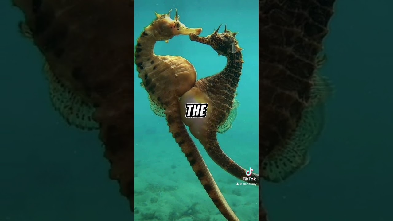Male seahorses #amazingfact #fact #interestingfact #ocean #shortsph #fyp #fypシ #foryou #foryoupage