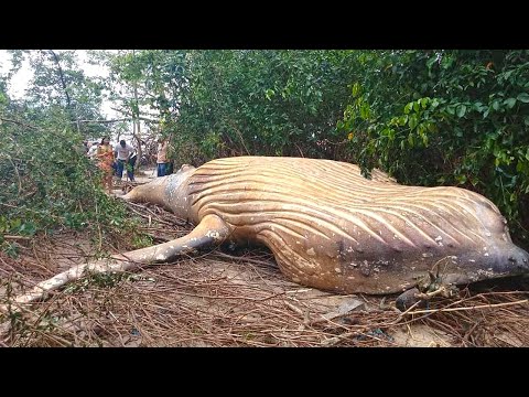 Video: Anong uri ng mga hayop ang nakatira sa kagubatan ng kagubatan?