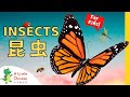 21 Insects 昆虫 | Simple Insect Vocabulary in Chinese | Learn Chinese for Kids, Toddlers, &amp; Babies