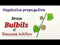 Bulbils drawing easy,Bulbils drawing easy,Draw bulbils of Dioscorea bulbifera (Air Yam) #  बुलबिल्स