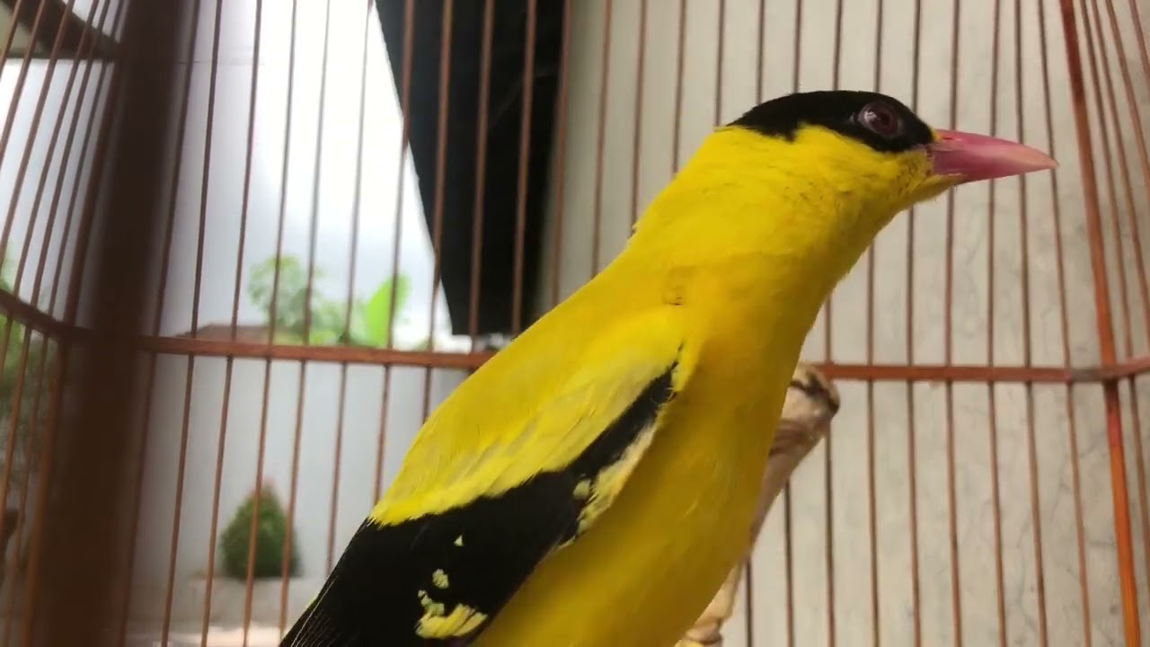 Suara pikat kepodang liar / pancingan kepodang malas bunyi