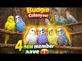Budgie Colony Me Aaye New Members 😍 | First Entry & Reaction #Budgie #PetBirds #BudgieColony