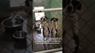 Help our sick dogs  Donate for treatment, shelter food, and adoption. #rescuepuppy  Usa#