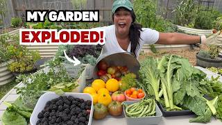 Remember That Garden I Planted? LOOK AT IT NOW! 🌱➡️🥕