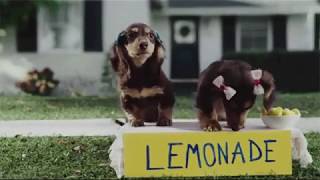 Dogs Gifs Montage