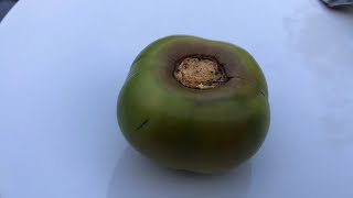 Persimmon premature fruit drop, just for fun let’s have a look inside