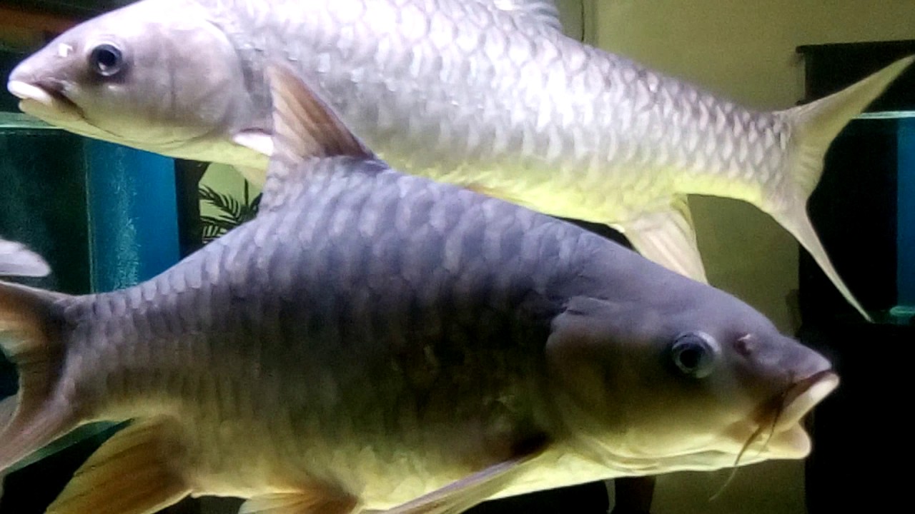 jenis ikan air tawar di malaysia