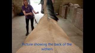 How to do a template and profile pictures for saddle fitting