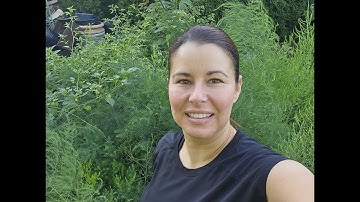 Stop Harvesting Your Asparagus! QUICK EXPLANATION WHY.  #gardening #growingasparagus  #asparagus