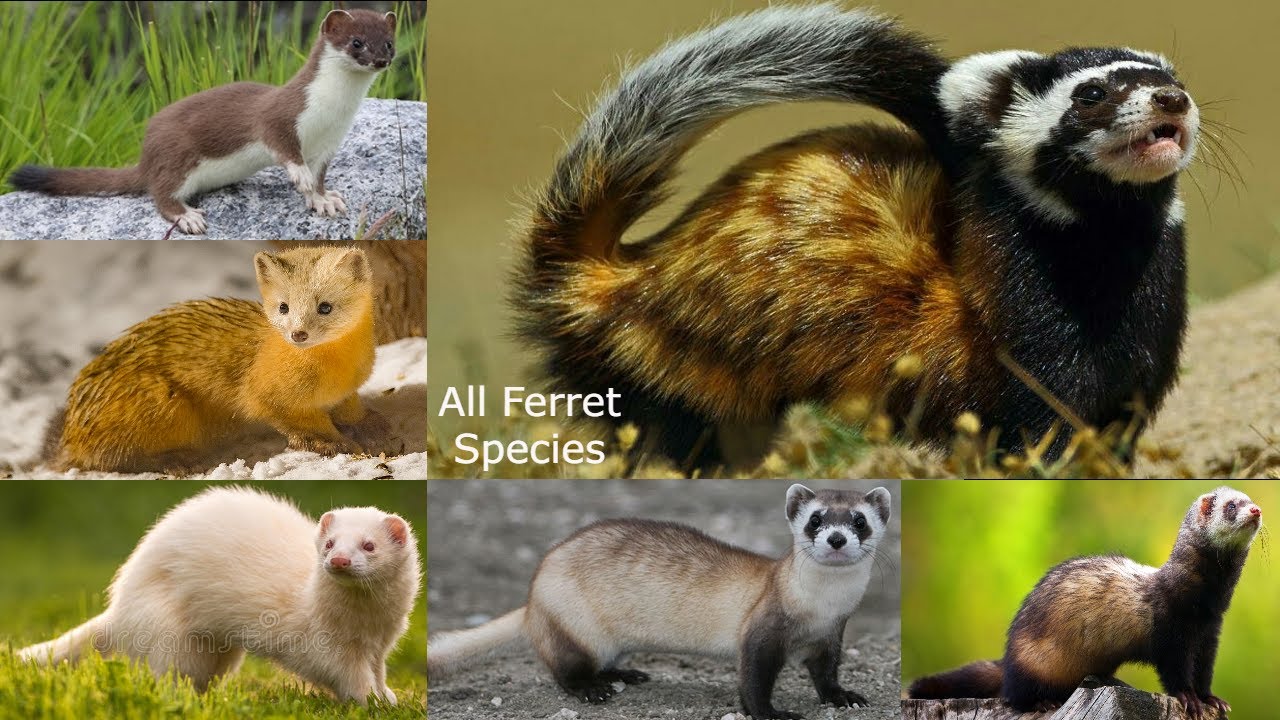 All Ferret Species In The World