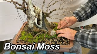 Bonsai Moss and how I get it