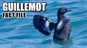 Guillemot Facts: the Arctic "Pigeon" 🕊️ Animal Fact Files